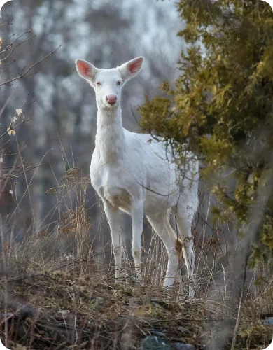 white deer